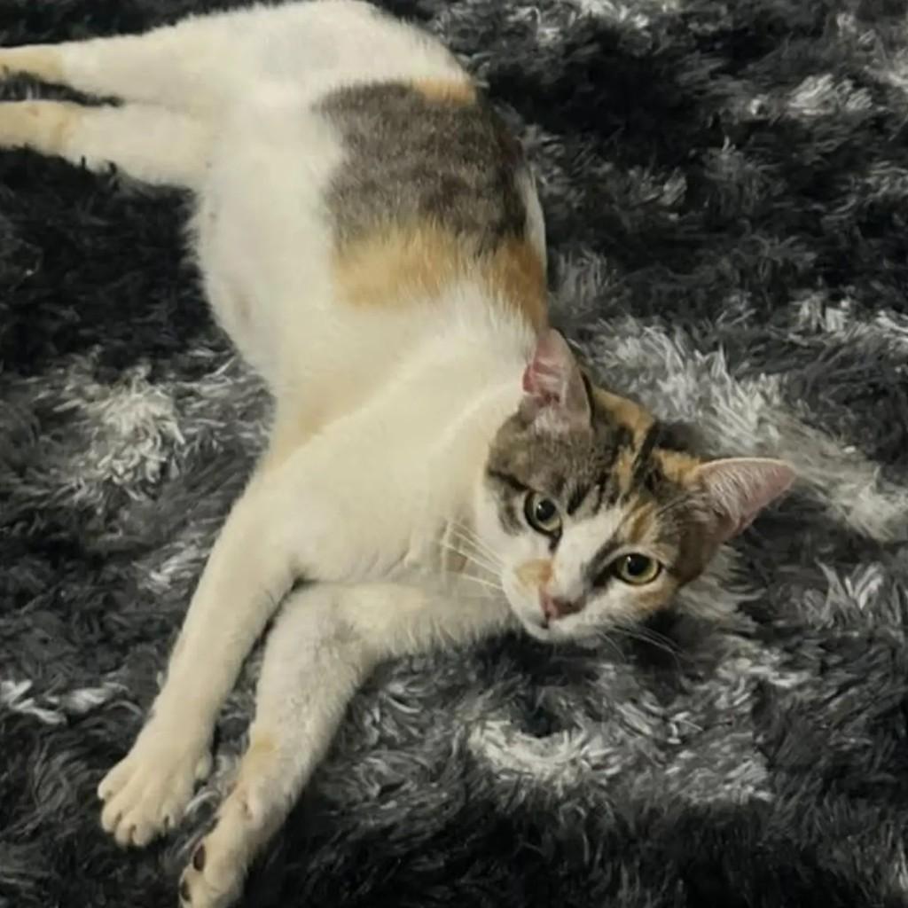Mia, gata para adoção em Belo Horizonte - MG