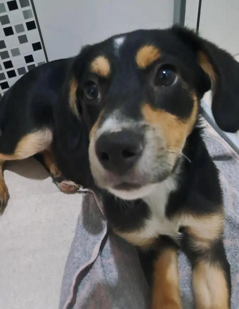 Sooby, cachorro de porte médio para adoção em Belo Horizonte - MG