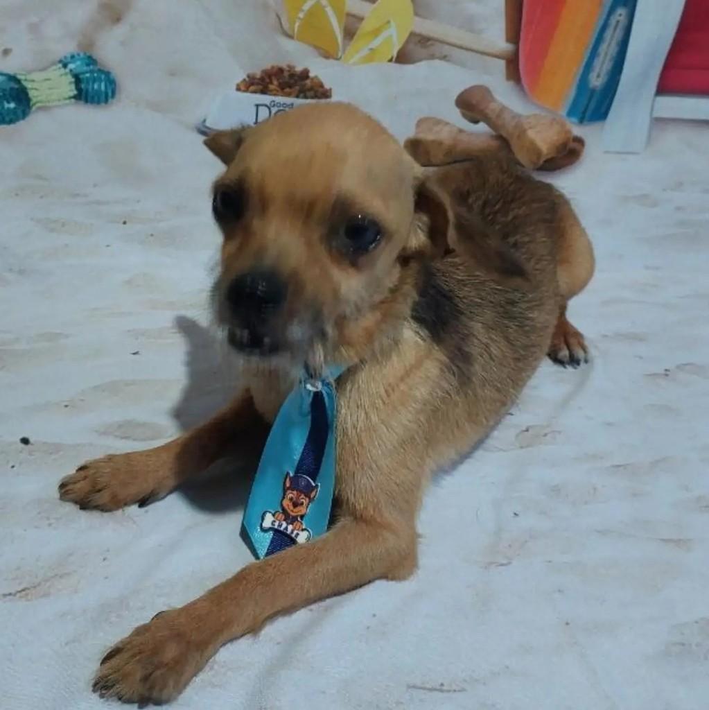 Pingo, cachorro de porte pequeno para adoção em Belo Horizonte - MG