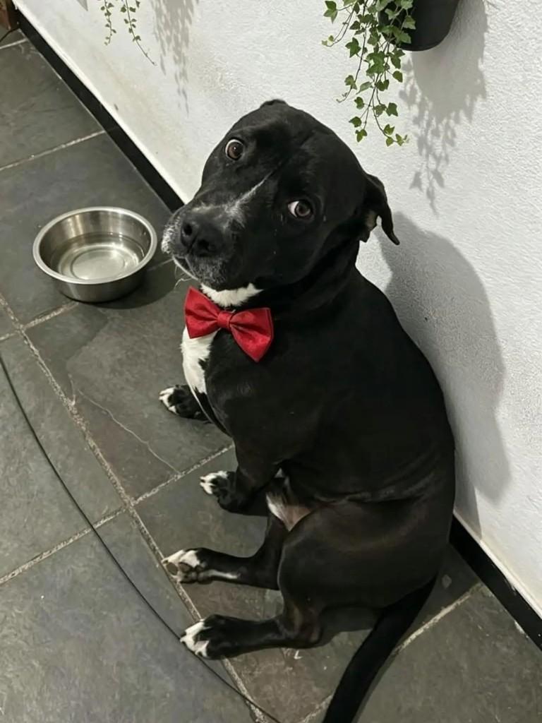 Bruttus, cachorro de porte médio para adoção em Belo Horizonte - MG