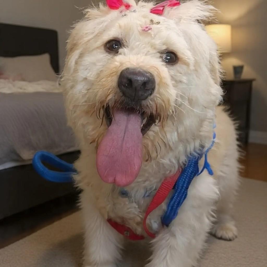 Nina, cadela de porte pequeno para adoção em Belo Horizonte - MG