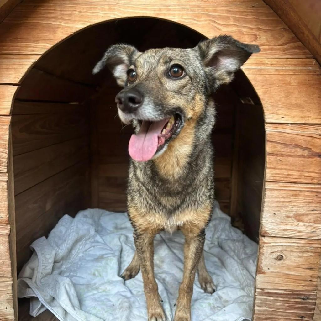 Joca, cachorro de porte médio para adoção em Belo Horizonte - MG