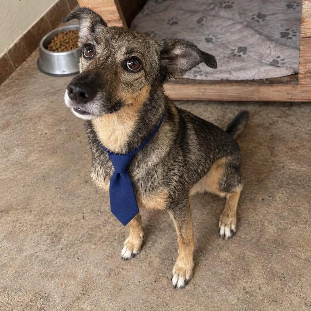 Joca, cachorro de porte médio para adoção em Belo Horizonte - MG — foto 2 de 2