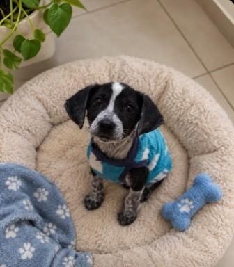 Pingo, cachorro de porte pequeno para adoção em Belo Horizonte - MG