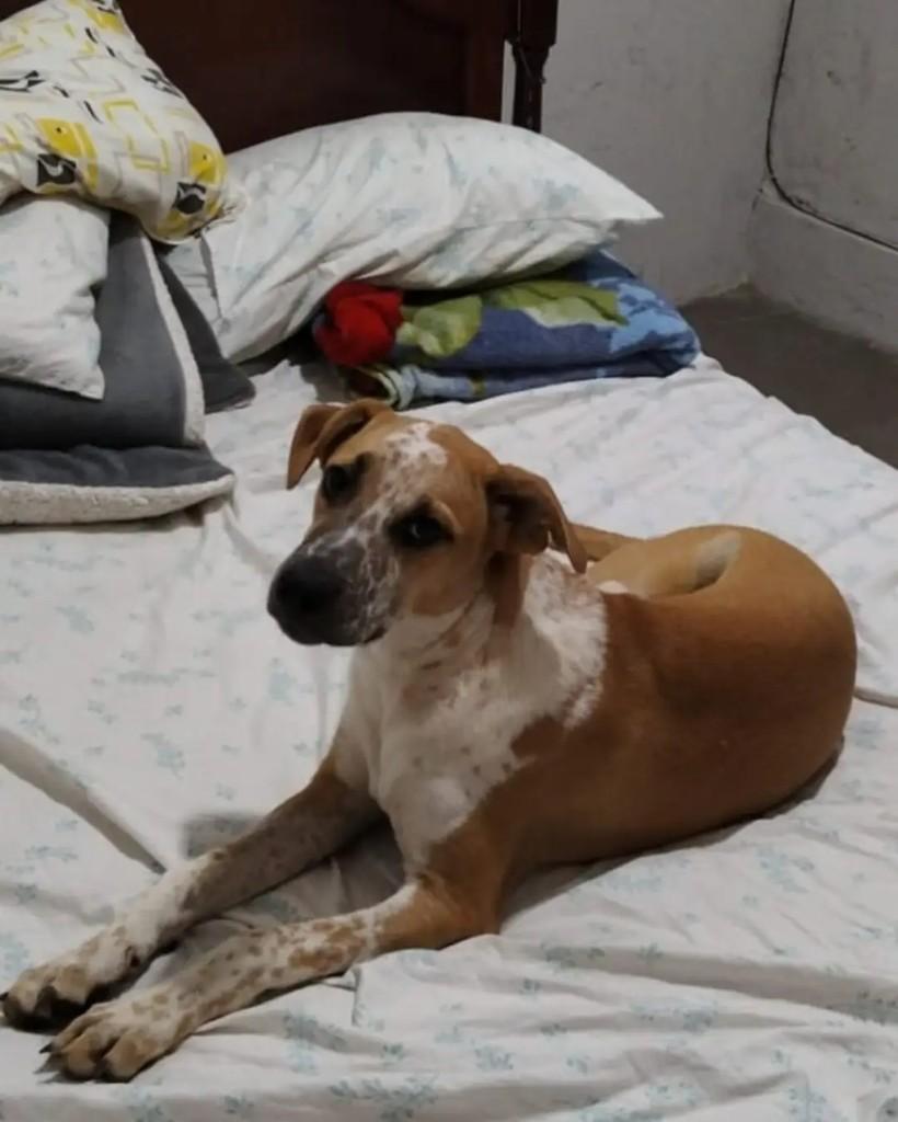 Maria Luiza, cachorro de porte pequeno para adoção em Belo Horizonte - MG