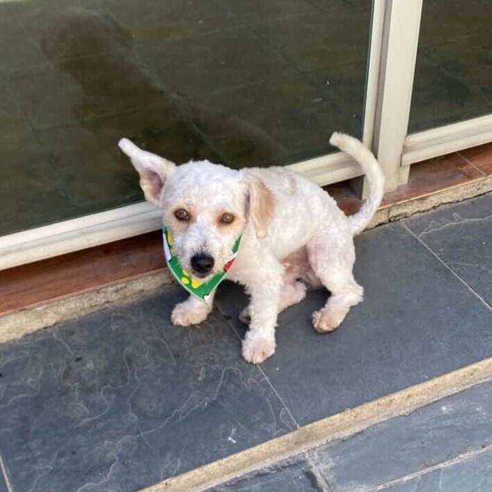 Floquinho, cachorro de porte médio para adoção em Belo Horizonte - MG