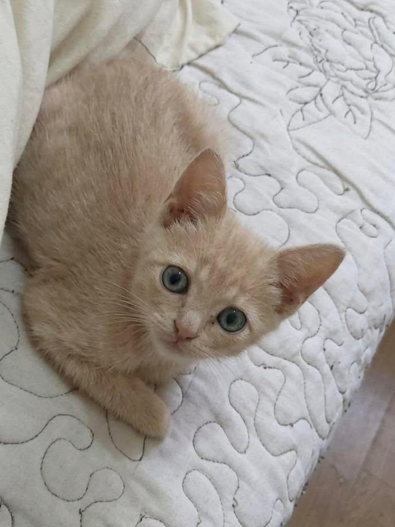 Fubá, gato de porte pequeno para adoção em Belo Horizonte - MG