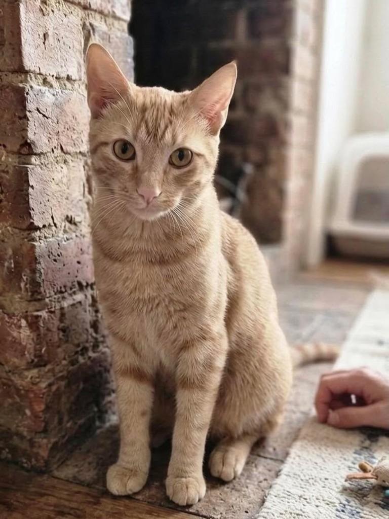 Sândalo, gato de porte pequeno para adoção em Belo Horizonte - MG