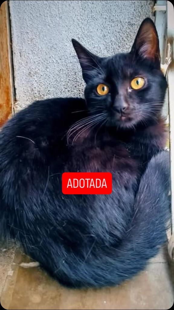 Hannah, gata de porte pequeno para adoção em Belo Horizonte - MG