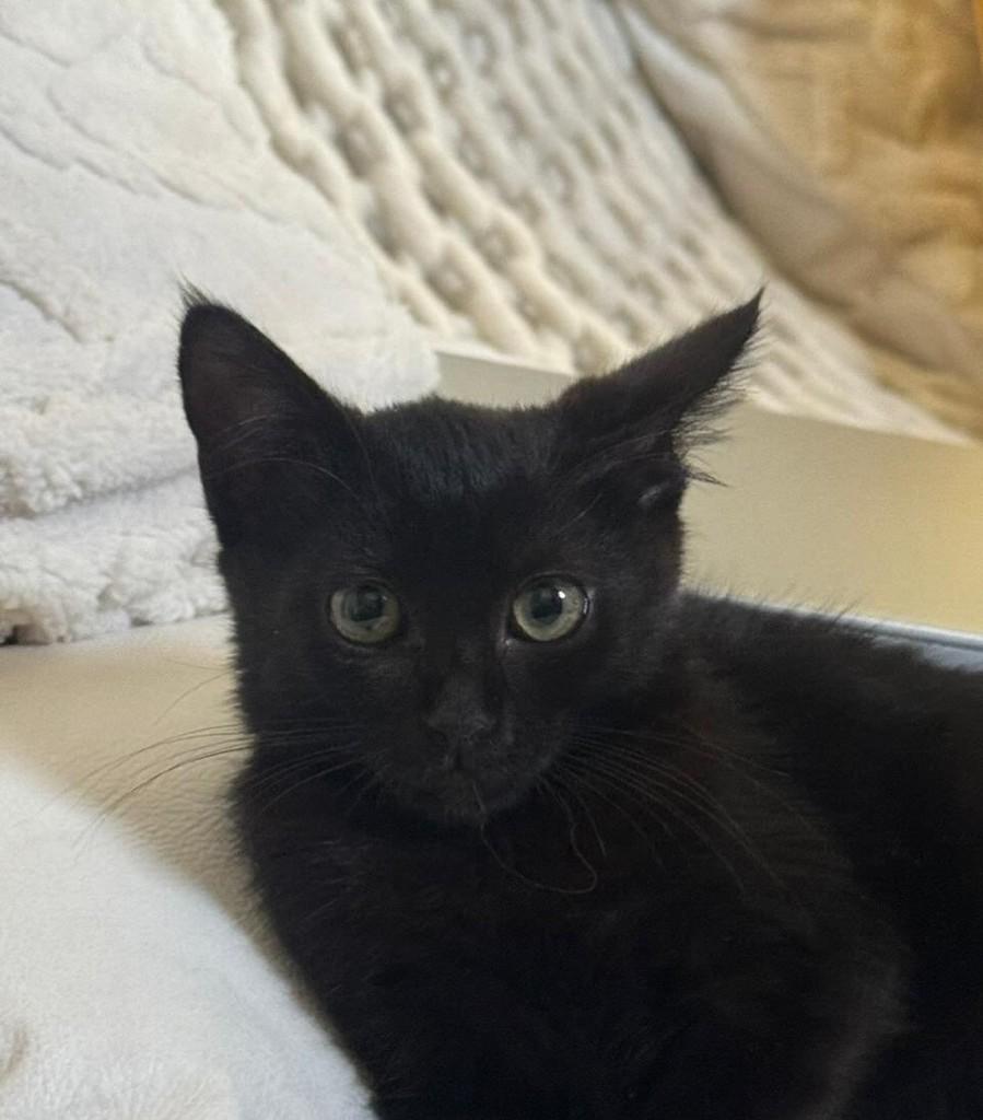 Elvira, gata para adoção em Belo Horizonte - MG