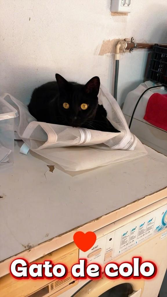 Nino, gato para adoção em Belo Horizonte - MG