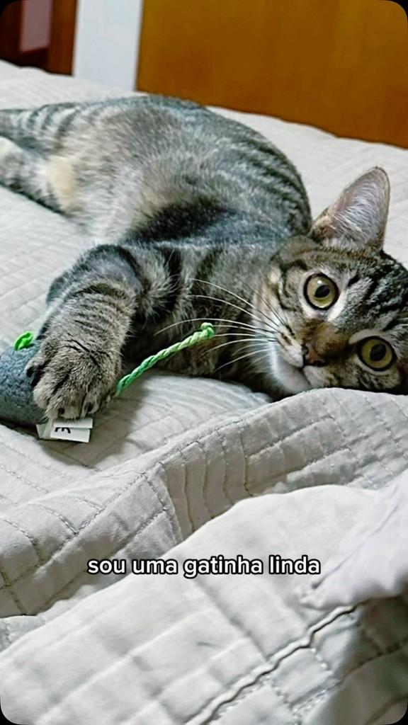 Estrela, gato de porte pequeno para adoção em Belo Horizonte - MG
