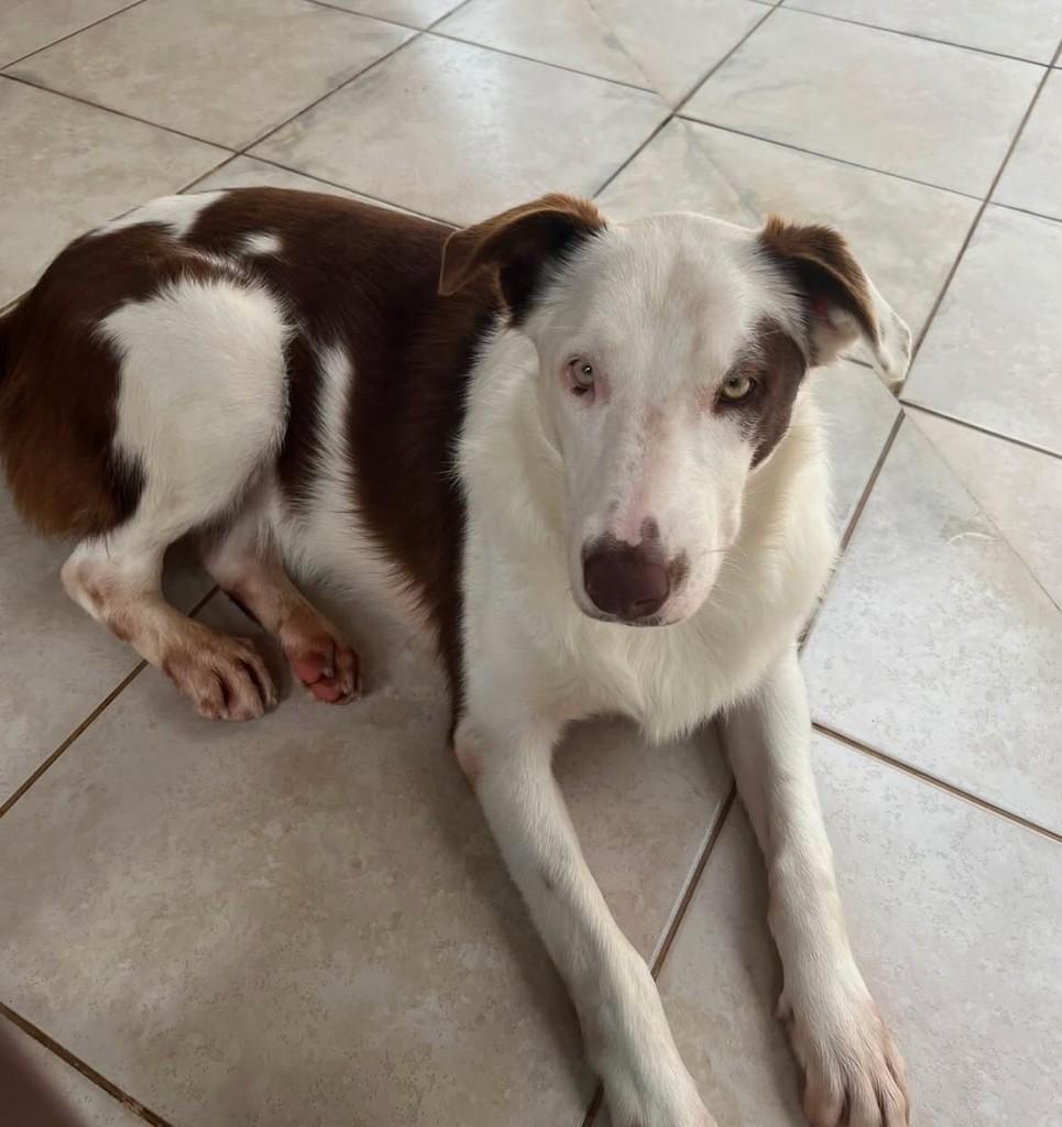 Neymar, cachorro de porte grande para adoção em Belo Horizonte - MG