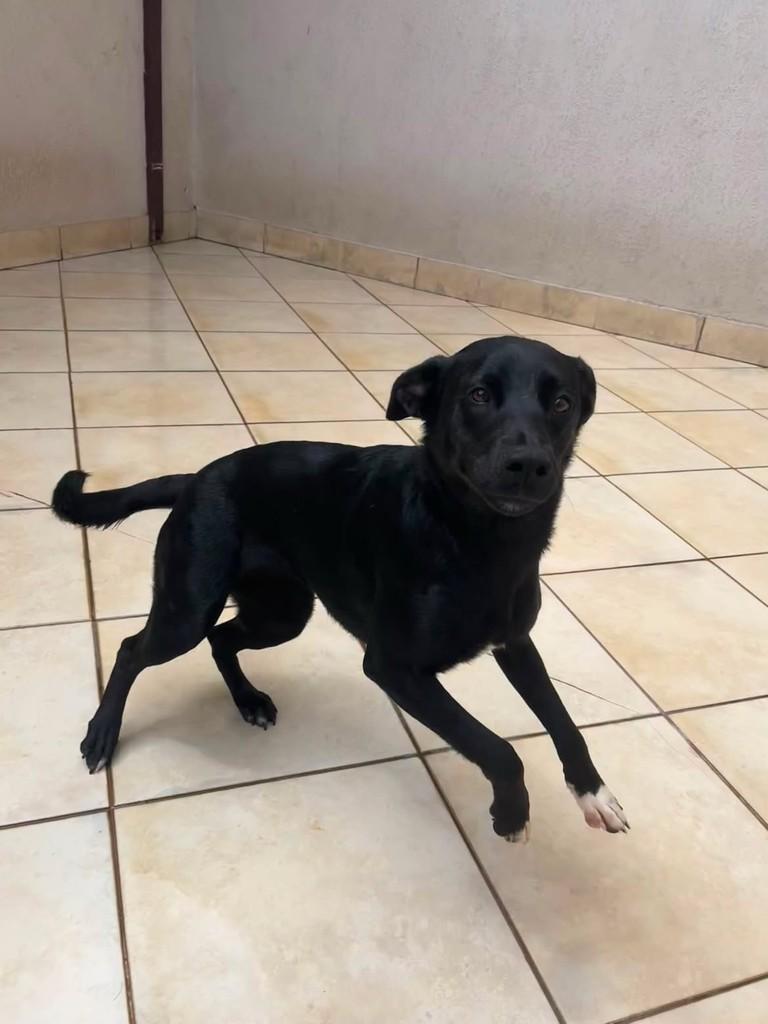 Pandora, cadela de porte médio para adoção em Belo Horizonte - MG