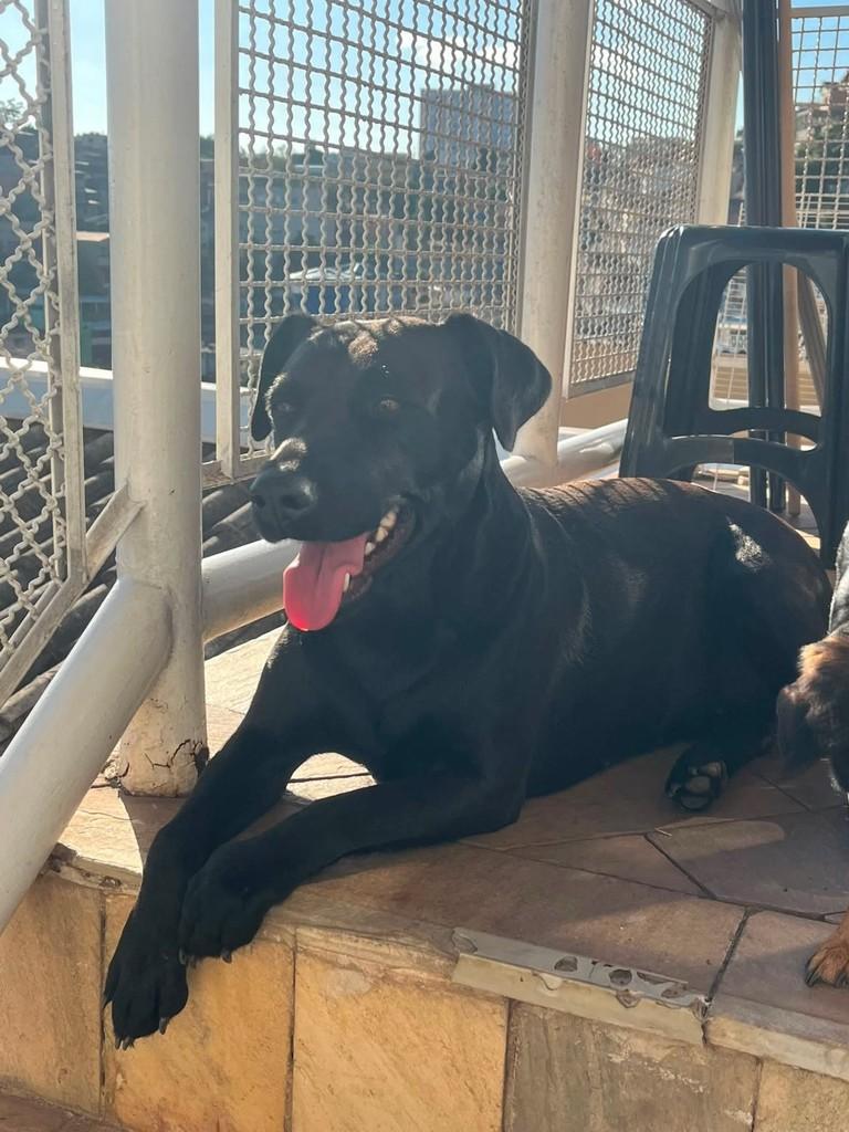 Frida, cadela de porte grande para adoção em Belo Horizonte - MG