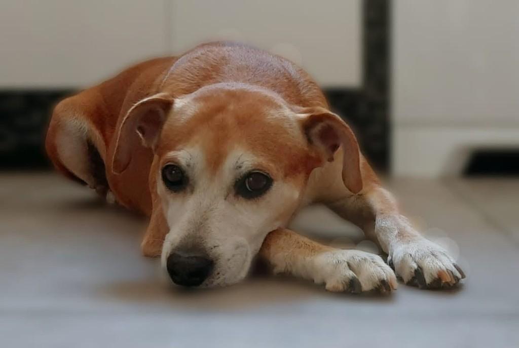 Marley, cachorro de porte pequeno para adoção em Belo Horizonte - MG
