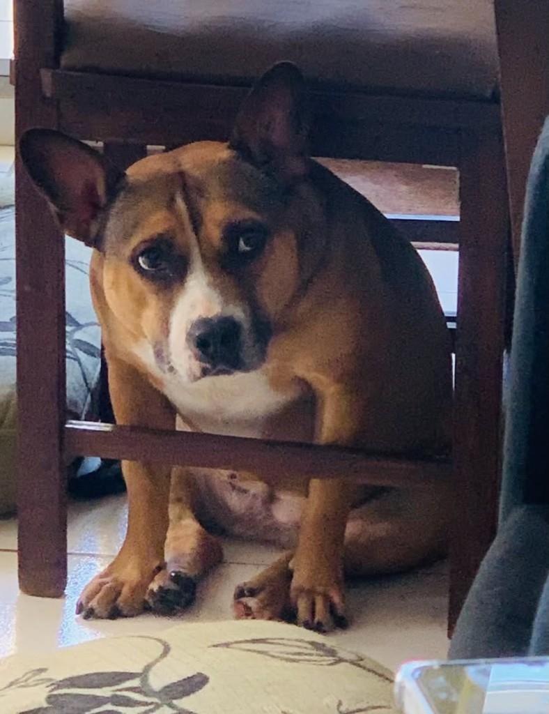 Maya, cadela de porte médio para adoção em Belo Horizonte - MG — foto 4 de 4