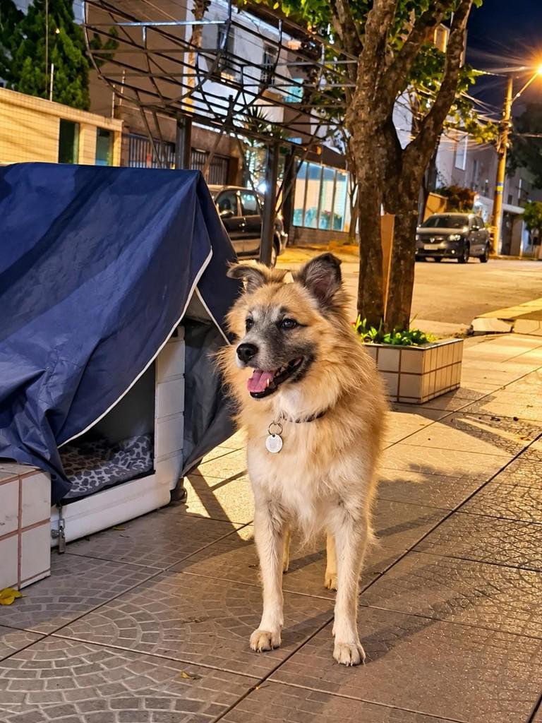 Zé, cachorro de porte médio para adoção em Belo Horizonte - MG