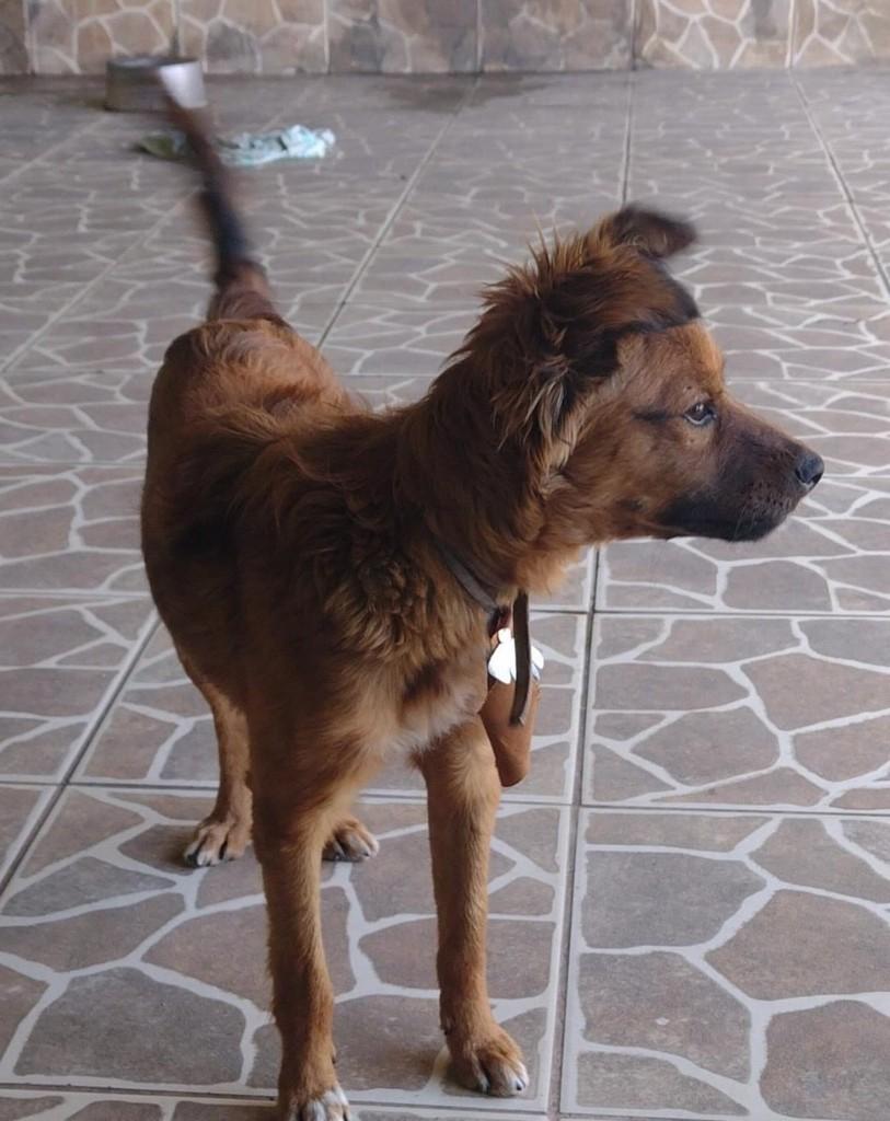 Bob, cachorro de porte médio para adoção em Belo Horizonte - MG