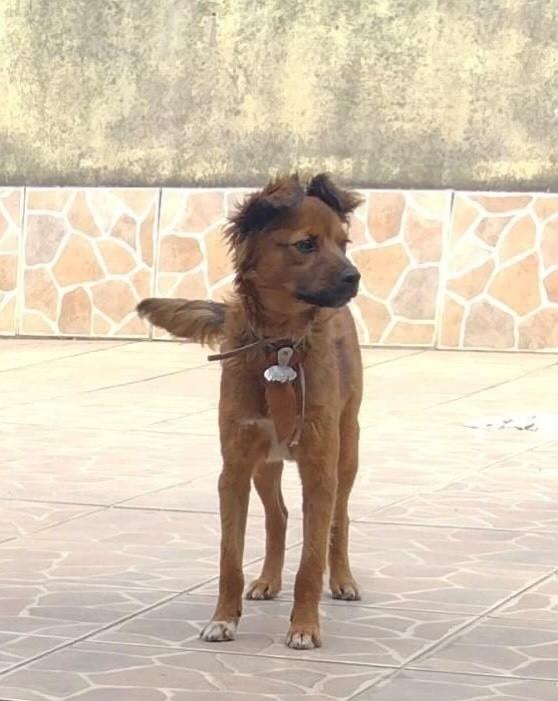 Bob, cachorro de porte médio para adoção em Belo Horizonte - MG — foto 2 de 4