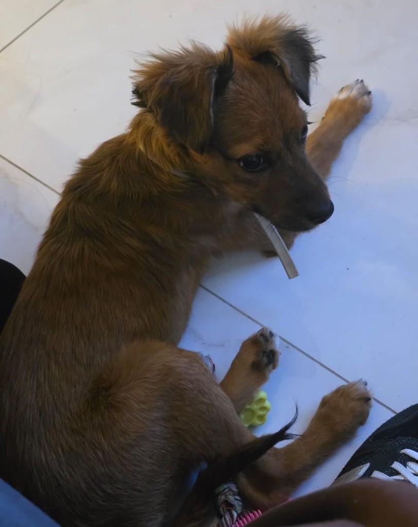 Bob, cachorro de porte médio para adoção em Belo Horizonte - MG — foto 3 de 4