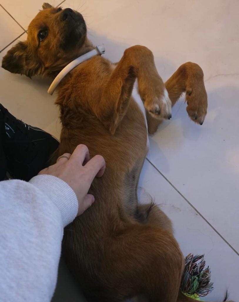 Bob, cachorro de porte médio para adoção em Belo Horizonte - MG — foto 4 de 4