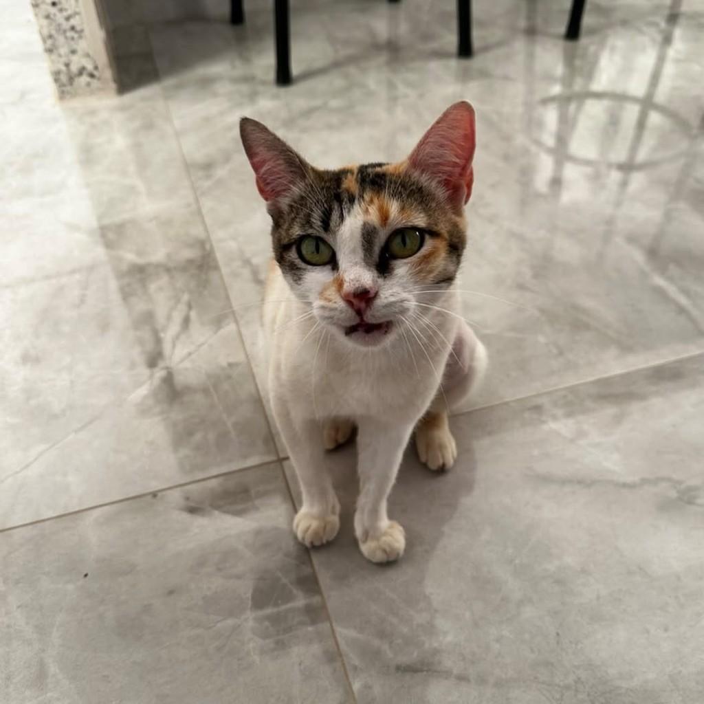 Mia, gata de porte médio para adoção em Belo Horizonte - MG