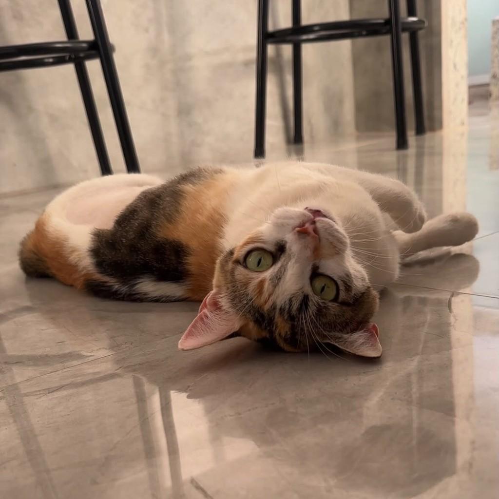 Mia, gata de porte médio para adoção em Belo Horizonte - MG — foto 2 de 2