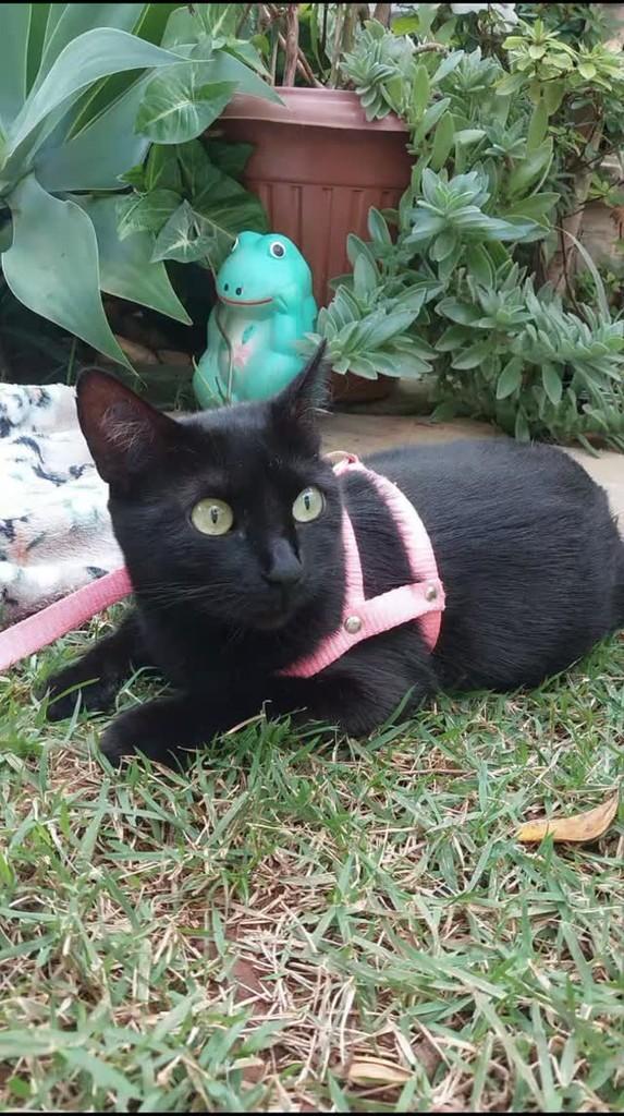 Judith, gata de porte médio para adoção em Brasília - DF