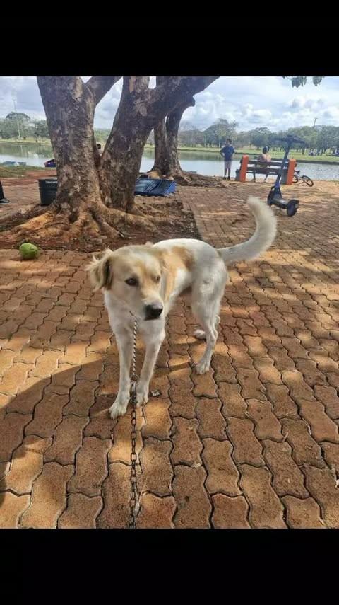 Marley, cachorro de porte grande para adoção em Brasília - DF