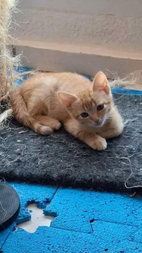 Leãozinho, gato de porte pequeno para adoção em Brasília - DF
