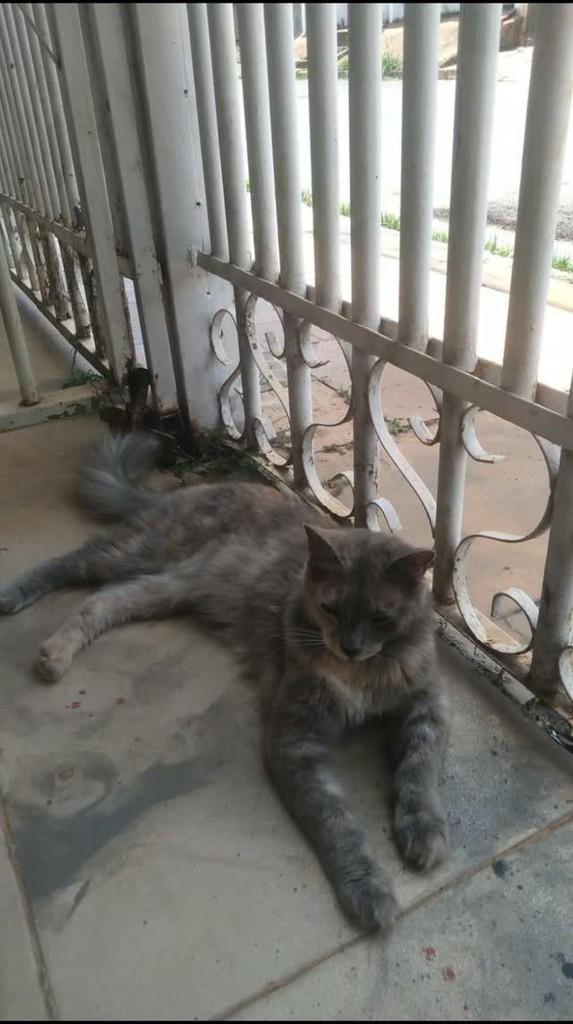Mimosa, gata de porte médio para adoção em Brasília - DF