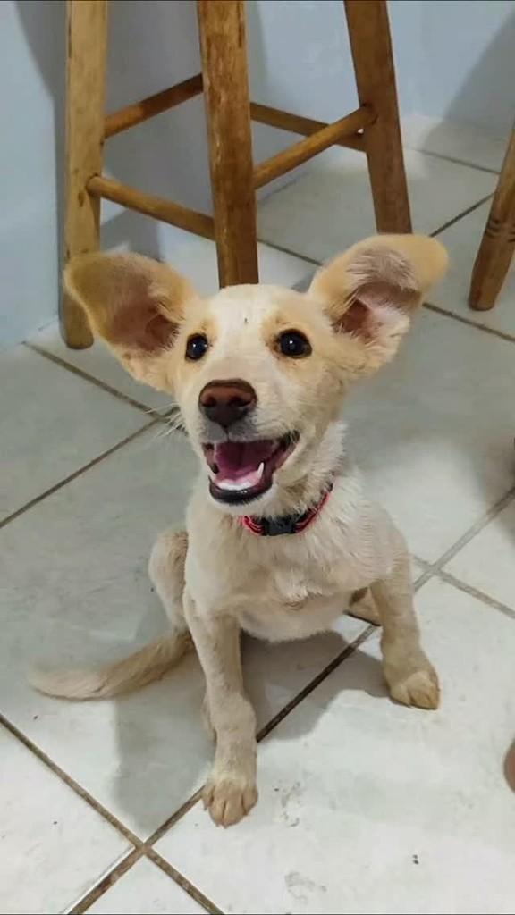 Amora, cadela de porte pequeno para adoção em Brasília - DF