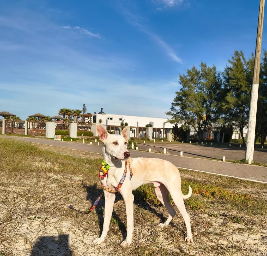 Theo, cachorro de porte grande para adoção em Porto Alegre - RS