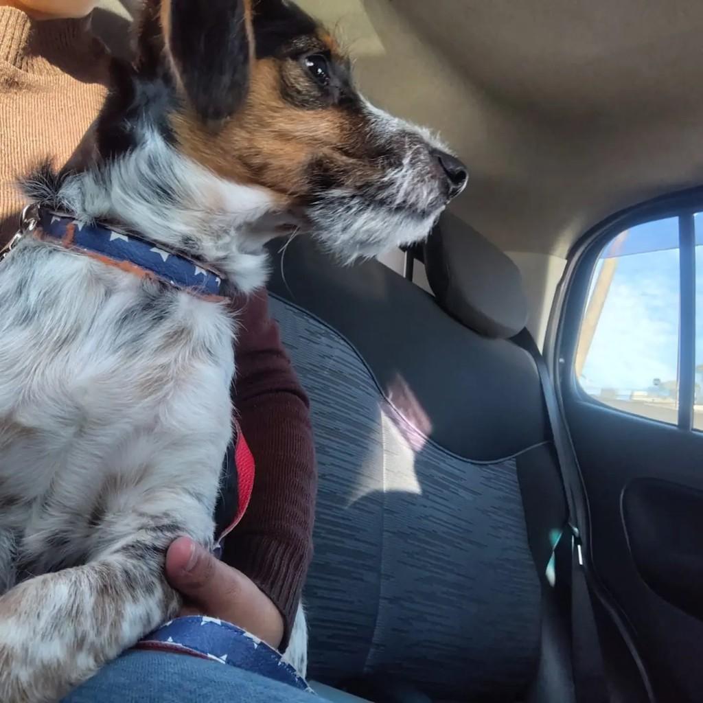 Mocca, cachorro de porte pequeno para adoção em Porto Alegre - RS