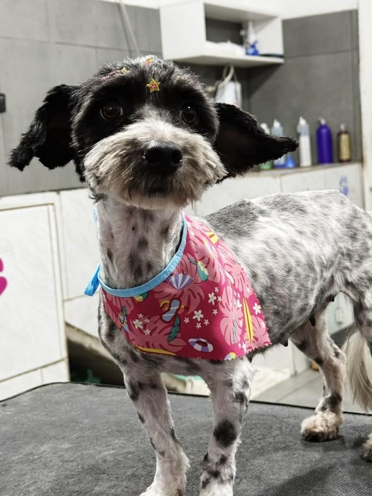 Uma mimosa, cadela de porte pequeno para adoção em Porto Alegre - RS