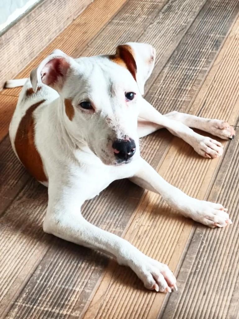 Thor, cachorro de porte médio para adoção em Porto Alegre - RS