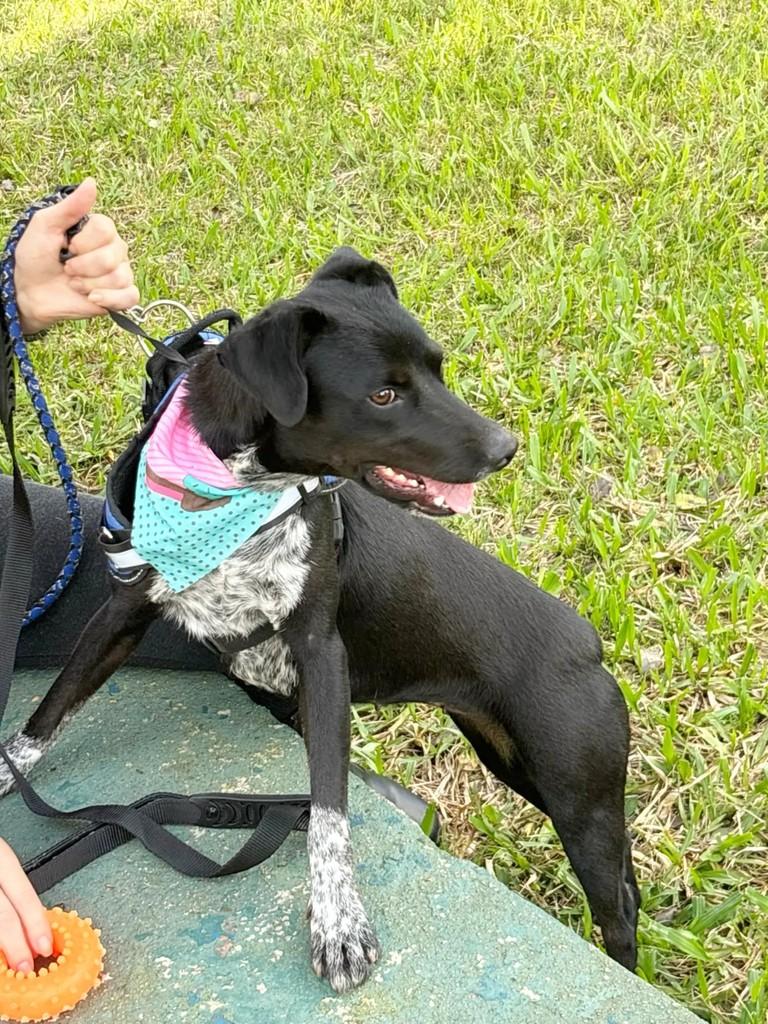 Tina, cadela de porte médio para adoção em Porto Alegre - RS — foto 5 de 6