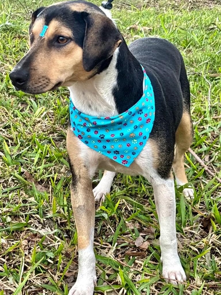 Lenon, cachorro de porte médio para adoção em Canoas - RS