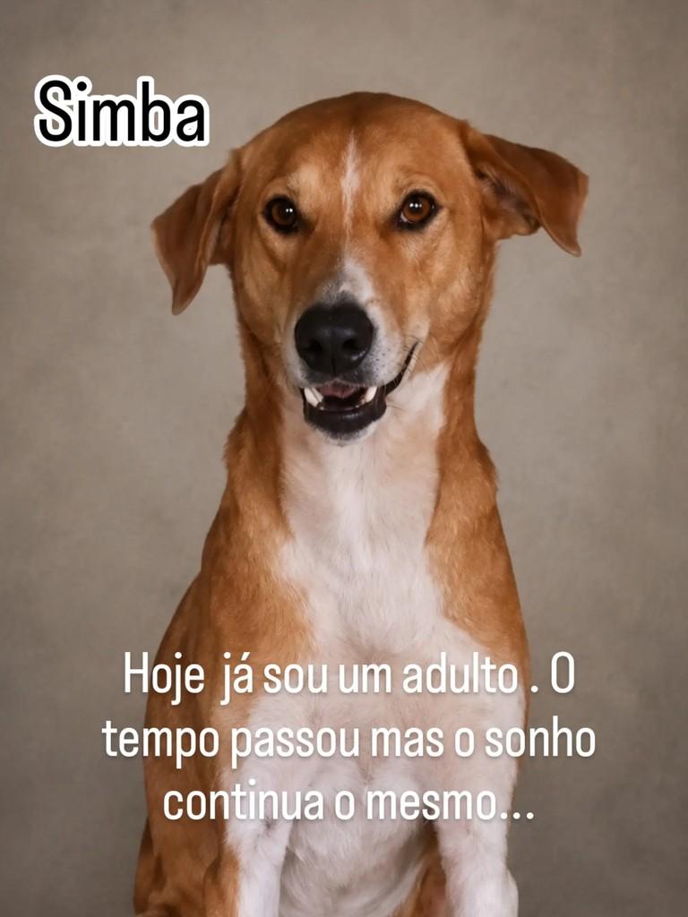 Simba, cachorro de porte grande para adoção em Porto Alegre - RS