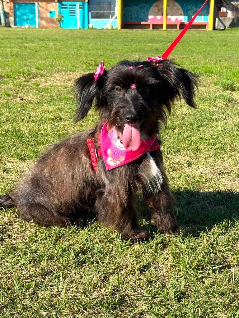 Kira, cadela de porte pequeno para adoção em Porto Alegre - RS