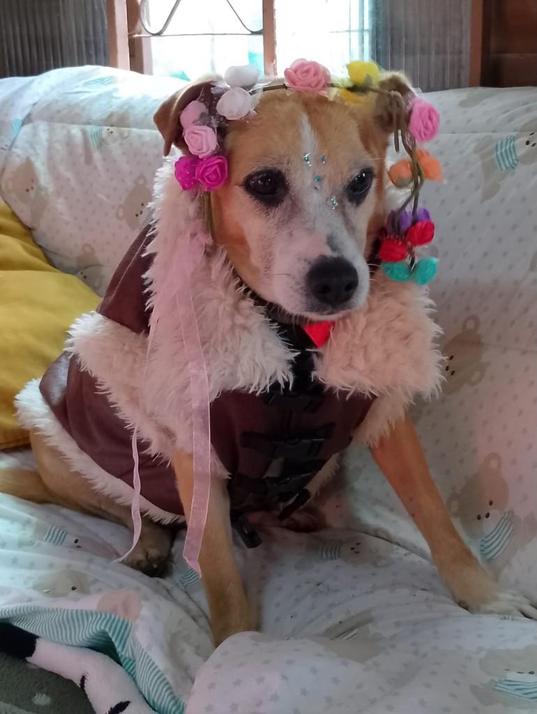 Mabel, cadela de porte pequeno para adoção em Porto Alegre - RS