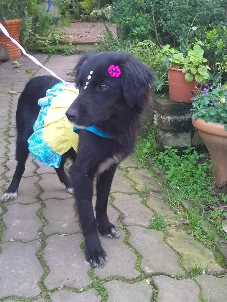 Mocinha, cadela de porte pequeno para adoção em Porto Alegre - RS