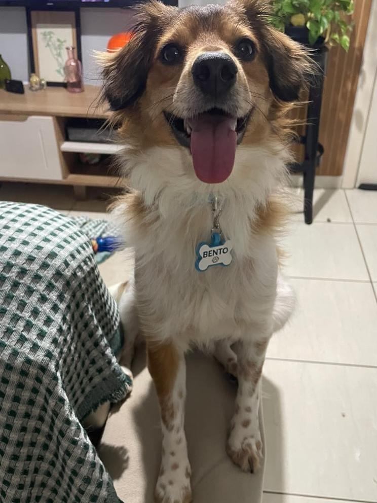 Bento, cachorro de porte médio para adoção em Porto Alegre - RS