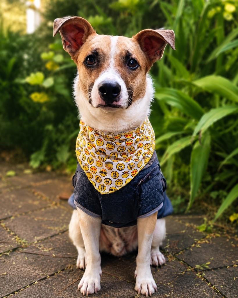 Amendoim, cachorro de porte médio para adoção em Porto Alegre - RS