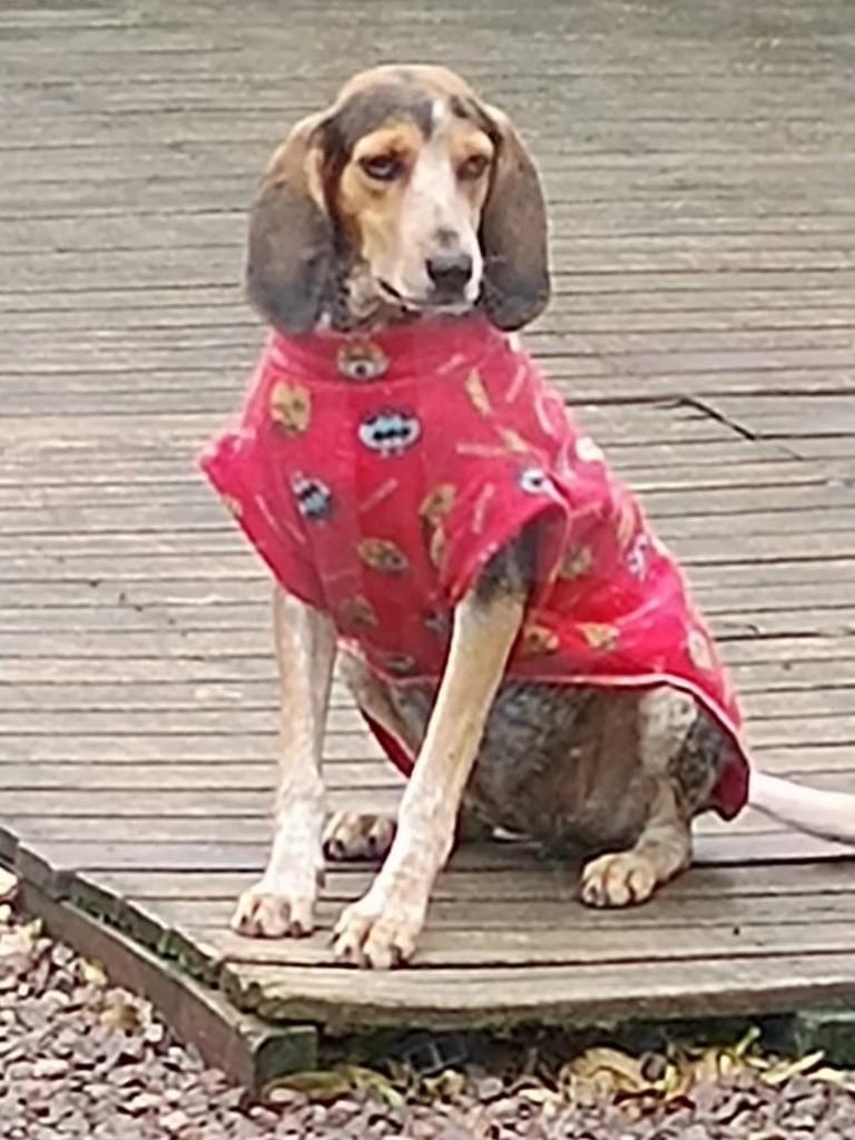 Foxhound, cadela de porte grande para adoção em Torres - RS