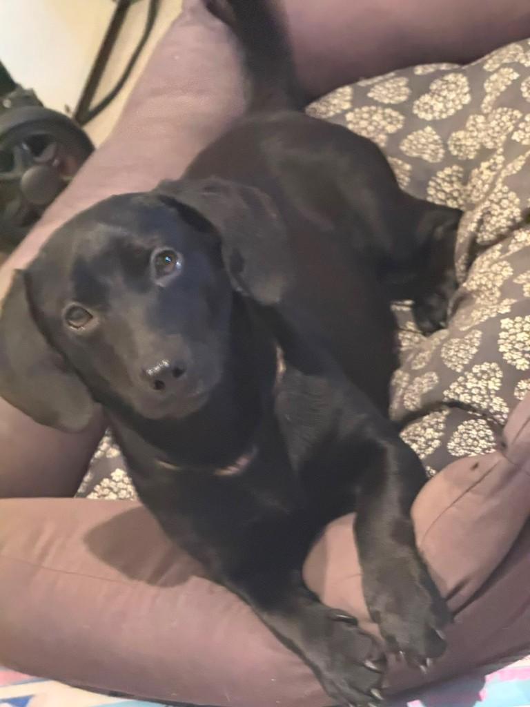 Lupita, cachorro de porte pequeno para adoção em Porto Alegre - RS