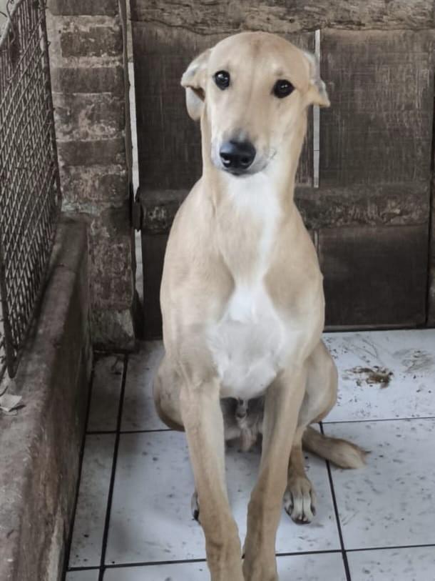 Bene, cachorro de porte médio para adoção em Porto Alegre - RS