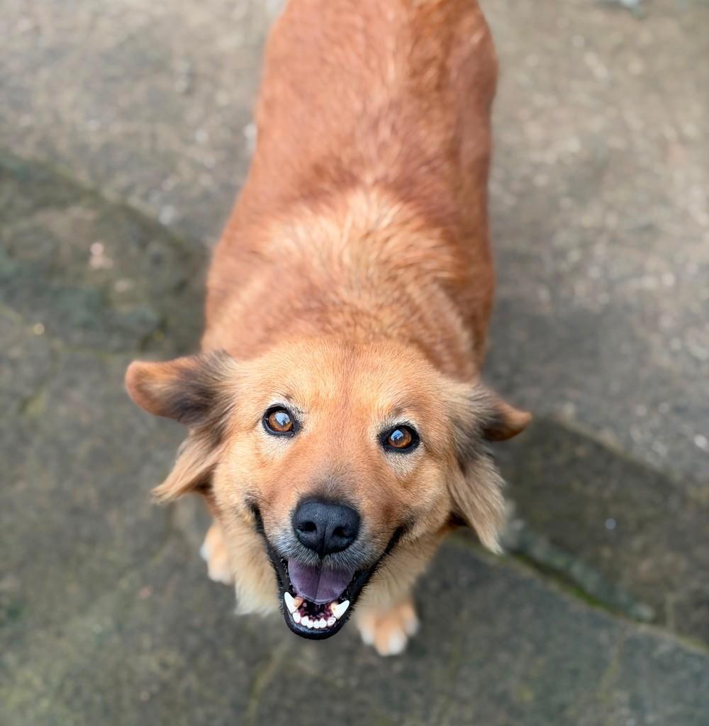Benjamim, cachorro de porte pequeno para adoção em Esteio - RS