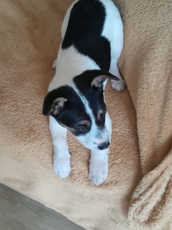 Frida, cadela de porte pequeno para adoção em Esteio - RS